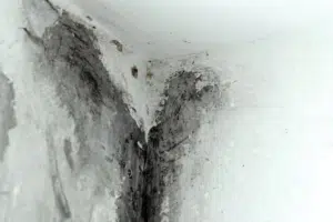 damp, moldy wall corner indicating a hidden leak.